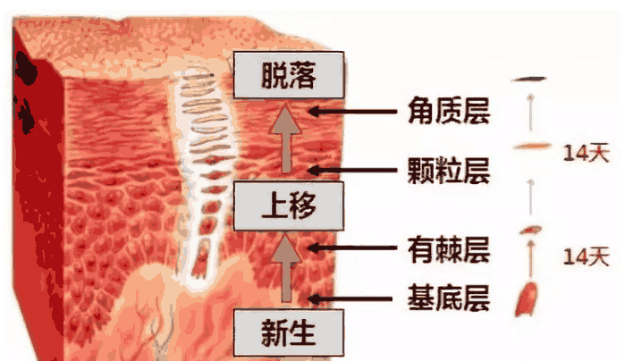 皮肤有红血丝，一定要注意这几点